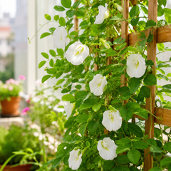 Butterfly Pea White Seeds – Clitoria Ternatea Flowering Climber (SUMMER/ WINTER)