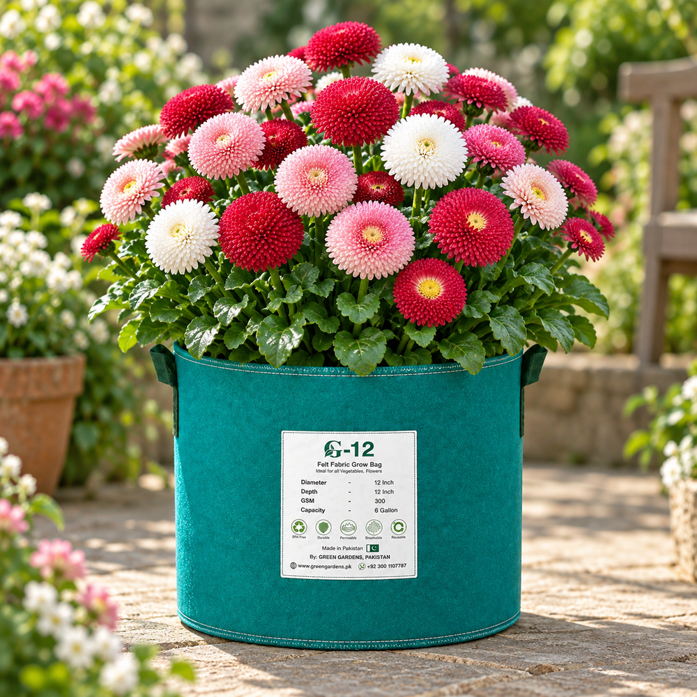 Button Daisy Bellis perennis with compact button-like flowers and green rosette foliage – winter flower seeds for pots, borders and edging in Pakistan