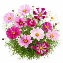 Cosmos Sea Shell Mix Seeds – Winter Flower Seeds Pakistan