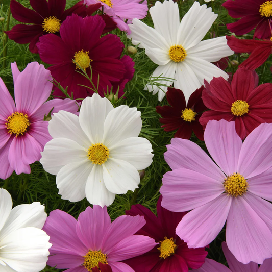 COSMOS Sensation Seeds (Winter Royal)
کاسموس