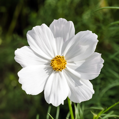 COSMOS White Seeds (Summer)
