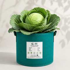 F1 Hybrid cabbage with firm compact green head – winter cabbage vegetable seeds for home gardening in Pakistan