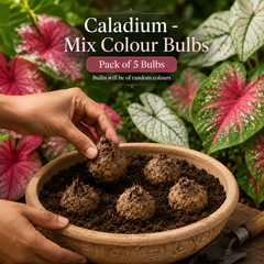 Caladium Mix Colour Bulbs – Pack of 5 | Decorative Foliage Bulbs