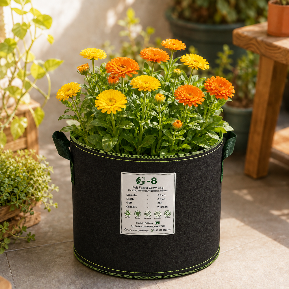 Calendula Mix Colours plant growing in GREEN GARDENS G-8 felt grow bag