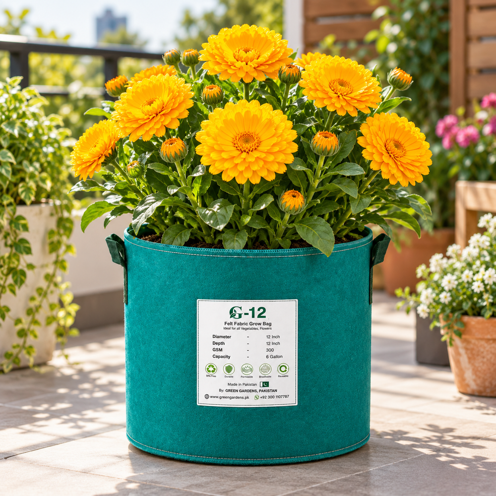 Calendula Double Golden Yellow Pot Marigold plant with large fully double golden-yellow flowers and fresh green foliage growing in a winter garden – flower seeds Pakistan