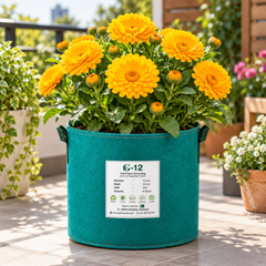Calendula Double Golden Yellow Pot Marigold plant with large fully double golden-yellow flowers and fresh green foliage growing in a winter garden – flower seeds Pakistan