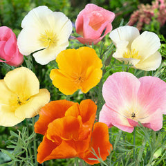 Californian Poppy - Mix Colours