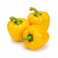 Yellow bell pepper plant with glossy blocky yellow capsicum fruits – sweet pepper seeds for home gardening in Pakistan