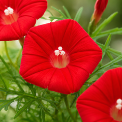 Cardinal Climber Seeds (SUMMER)