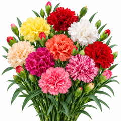 Carnation Mix Dianthus caryophyllus with fragrant ruffled red pink white and purple flowers – winter flower seeds for pots, beds, grow bags and bouquets in Pakistan
