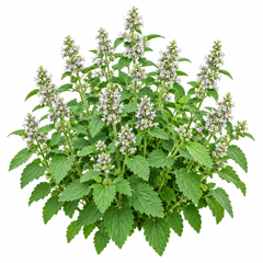 Catnip Nepeta cataria aromatic green herb plant – winter and summer seeds for pots grow bags and herb gardens in Pakistan