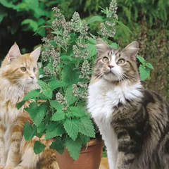 Catnip plant seeds (Nepeta Cataria)