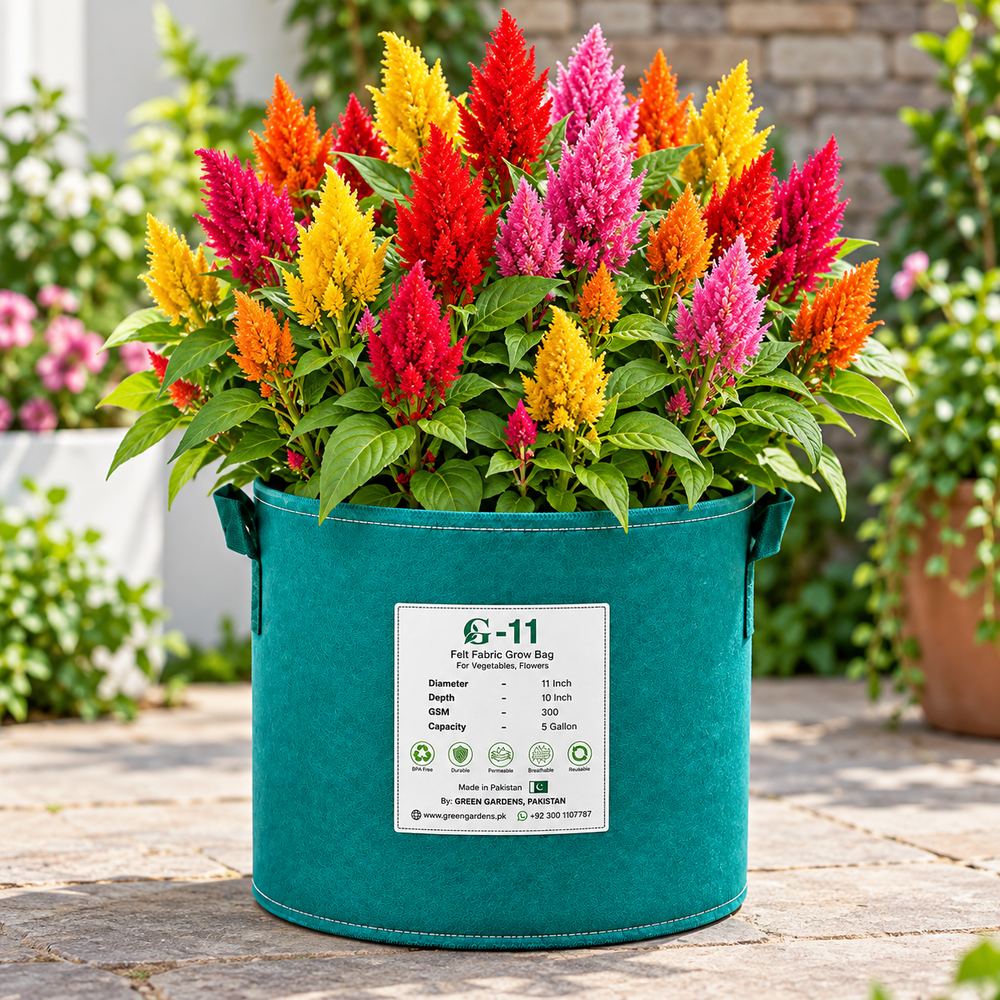 Celosia plumosa with bright colourful feathery plume-shaped flowers – summer flower seeds for beds borders pots and grow bags in Pakistan