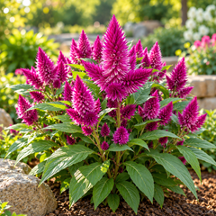 Celosia argentea with bright colourful upright flower spikes – summer flower seeds for beds borders pots and grow bags in Pakistan