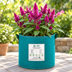 Celosia argentea with bright colourful upright flower spikes – summer flower seeds for beds borders pots and grow bags in Pakistan