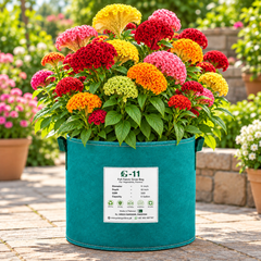 Celosia cristata Cockscomb with colourful velvety crested rooster-comb shaped flowers – summer flower seeds for beds pots and grow bags in Pakistan