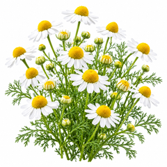 Chamomile flowers isolated on a white background – Matricaria chamomilla | GREEN GARDENS