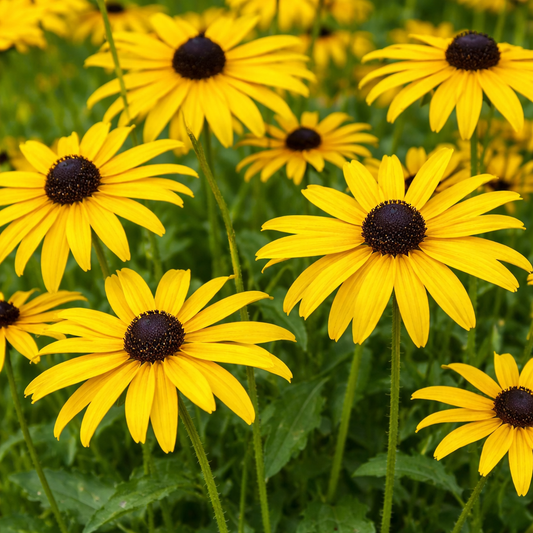 Rudbeckia 'Coneflowers'"Black-eyed"
