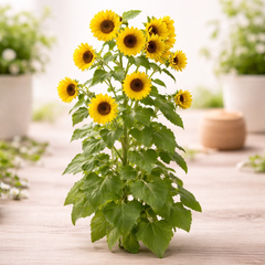 Sunflower Multiflora (SUMMER) سورج مُکھی
