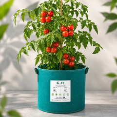 Red cherry tomatoes growing in clusters on a healthy determinate tomato plant – summer and winter vegetable seeds for home gardening in Pakistan