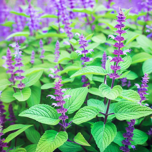 Chia Seeds (Salvia hispanica) / چیا