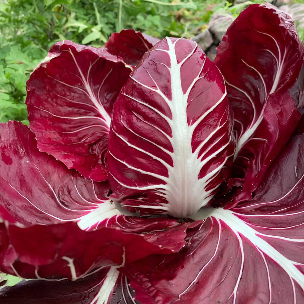 Chicory Rossa (Radicchio) Seeds – Italian Red Salad Greens-1