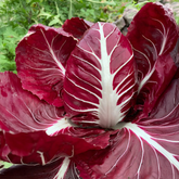 Chicory Rossa (Radicchio) Seeds – Italian Red Salad Greens-1