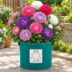 China Aster Dwarf Milady Mix with large double chrysanthemum-like flowers in pink purple lilac red and white – compact winter flowering plants for pots and grow bags Pakistan