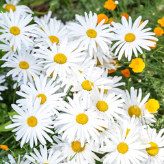 Ox Eye Daisy Seeds (WINTER)