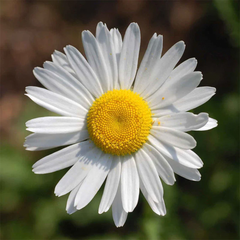 Ox Eye Daisy Seeds (WINTER)