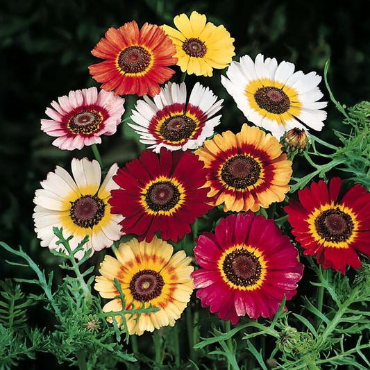Chrysanthemum Carinatum Seeds (Tricolor Daisy)