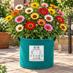 Tricolor Daisy Chrysanthemum carinatum Ismelia carinata with colourful white yellow and deep red ringed flowers – winter flower seeds for gardens in Pakistan