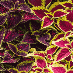 Coleus Seeds - Rainbow Mix (SUMMER)