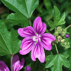 Common Mallow Seeds (خبازی)