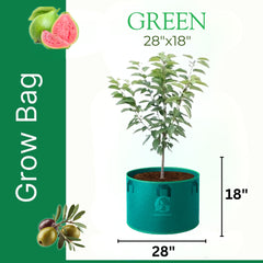 Grow Bag GREEN – 28″ x 18″ Six Handles (For Fruit Plants)