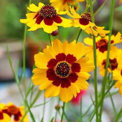 Coreopsis Tickseed with bright yellow and golden daisy-like flowers – winter and summer flower seeds for sunny beds, pots and grow bags in Pakistan