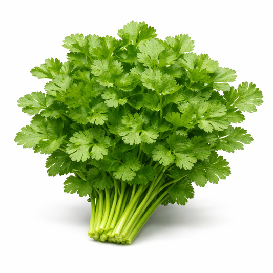 Coriander Broad Leaf, F1 Hybrid Seeds (WINTER/ SUMMER) دھنیا