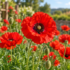 Corn Poppy Red Papaver rhoeas with bright silky scarlet-red flowers and dark centres – winter flower seeds for pots beds borders and grow bags in Pakistan