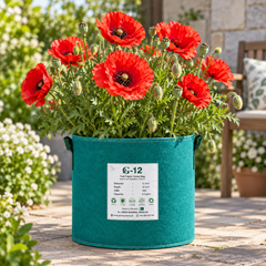 Corn Poppy Red Papaver rhoeas with bright silky scarlet-red flowers and dark centres – winter flower seeds for pots beds borders and grow bags in Pakistan