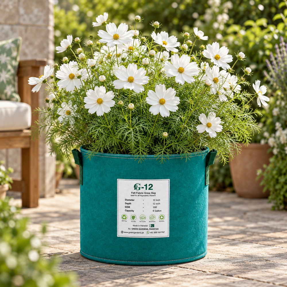 White Cosmos bipinnatus with pure white daisy-like flowers and yellow centres – summer and winter flower seeds for gardens and grow bags in Pakistan