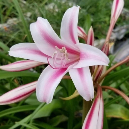 Crinum Lily - SPECIAL OFFER (Pack of 5 Bulbs)
