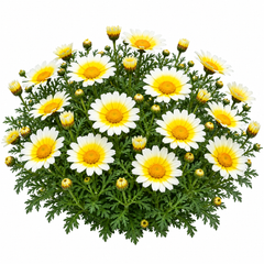 Crown Daisy Chrysanthemum coronarium with yellow and yellow-white daisy-like flowers – winter flower seeds for gardens and grow bags in Pakistan