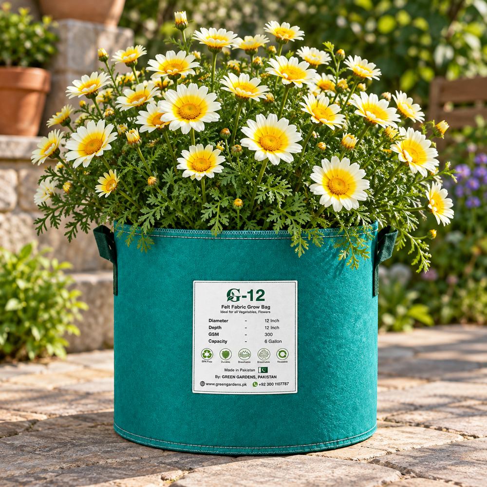 Crown Daisy Chrysanthemum coronarium with yellow and yellow-white daisy-like flowers – winter flower seeds for gardens and grow bags in Pakistan