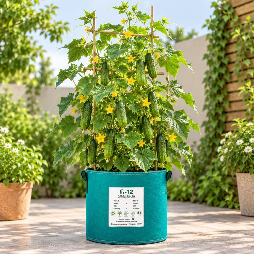 Fresh young Favorite pickling cucumbers growing on a vigorous green vine – Azerbaijani cucumber seeds for home gardening in Pakistan