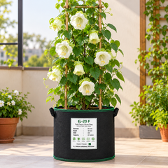 White Alba Cup and Saucer Vine Cobaea scandens perennial climber with elegant creamy-white bell-shaped flowers and green saucer-like calyces growing on a garden trellis