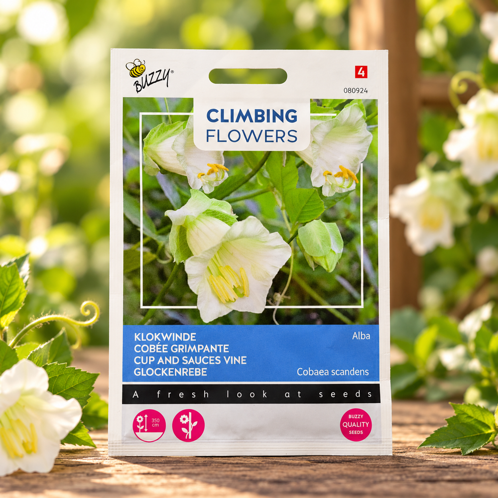 White Alba Cup and Saucer Vine Cobaea scandens perennial climber with elegant creamy-white bell-shaped flowers and green saucer-like calyces growing on a garden trellis