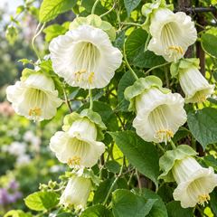 White Alba Cup and Saucer Vine Cobaea scandens perennial climber with elegant creamy-white bell-shaped flowers and green saucer-like calyces growing on a garden trellis