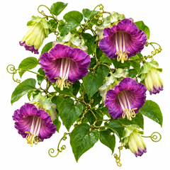 Cup and Saucer Vine Cobaea scandens with large violet-purple bell-shaped flowers and saucer-like calyx climbing on trellis – summer vine seeds in Pakistan