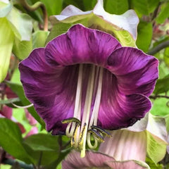 Cup and Saucer Vine Seeds, (Cobaea Scandens)