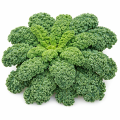 Curly Kale Seeds (Herb) {SUMMER}